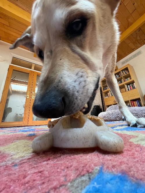 Dog Chew Toy product image 7