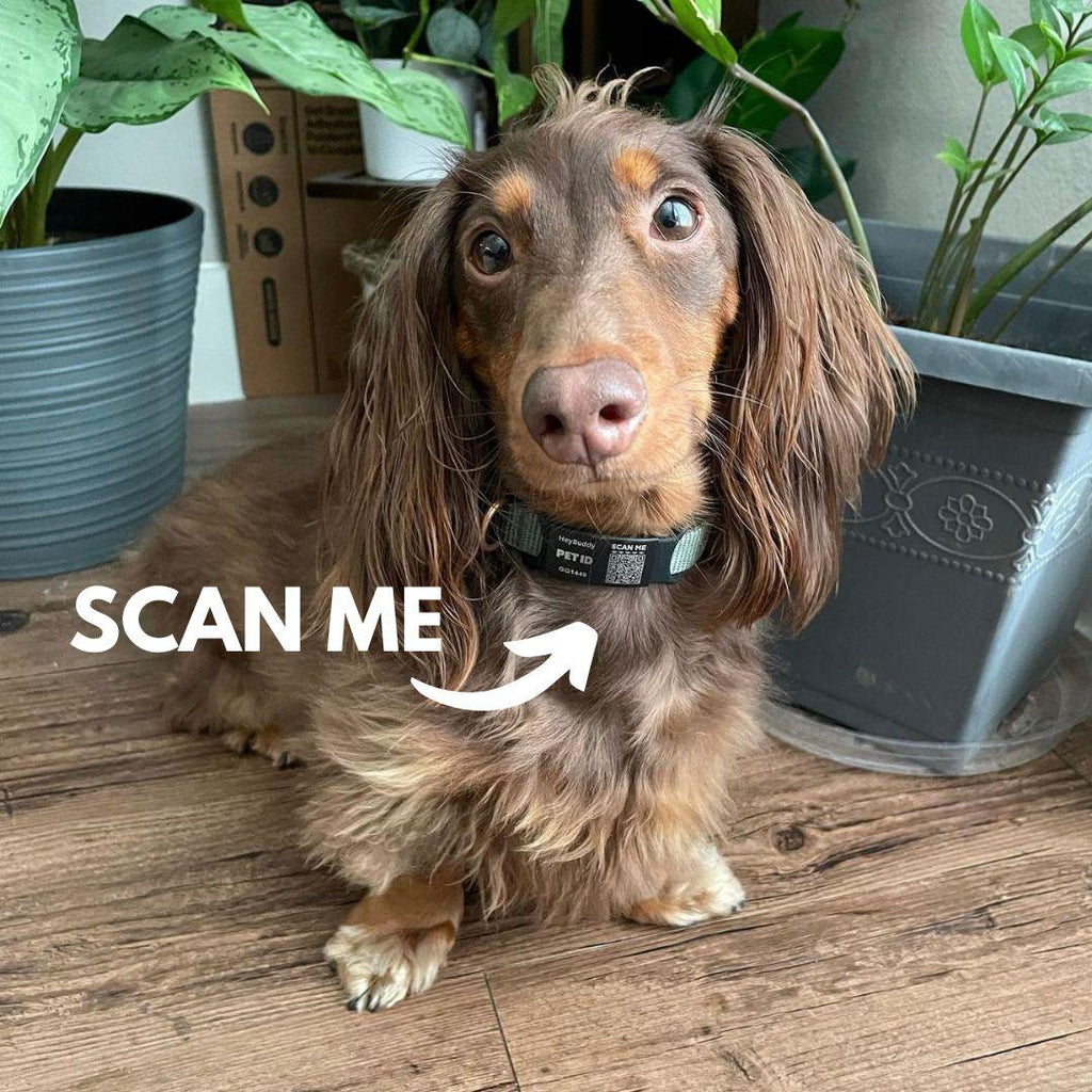 QR Code Pet ID Tag product image 6