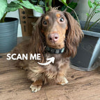 QR Code Pet ID Tag product image 6
