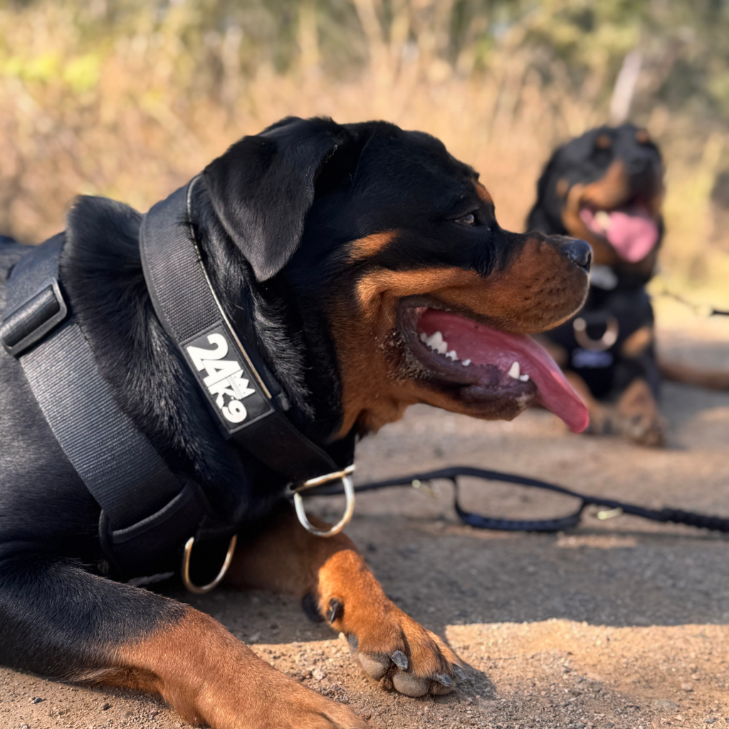 Slip Dog Collar product image 4