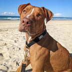 Slip Dog Collar product image 5