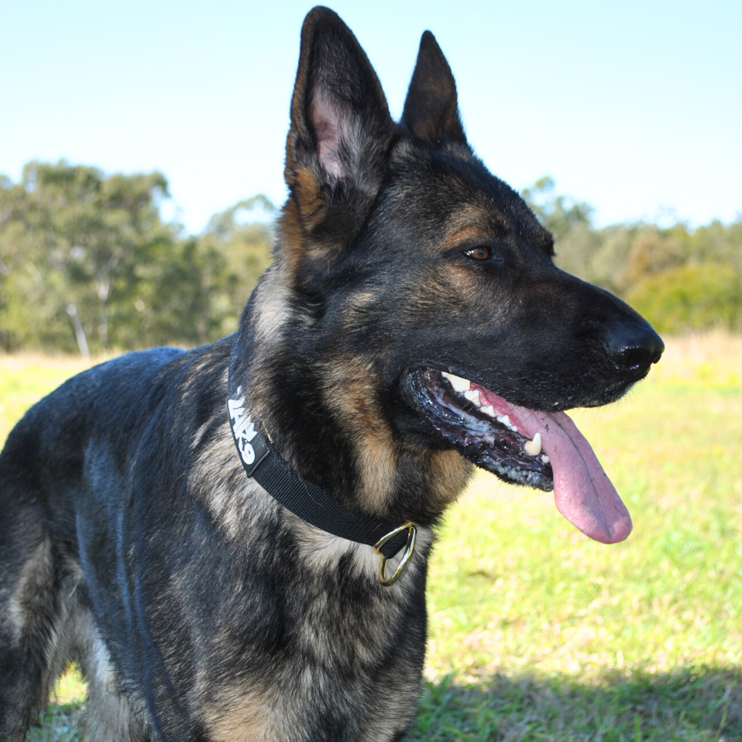Slip Dog Collar product image 6