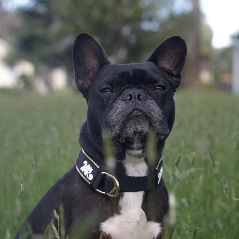 Slip Dog Collar product image 7