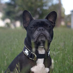 Slip Dog Collar product image 7