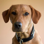 Slip Dog Collar product image 8