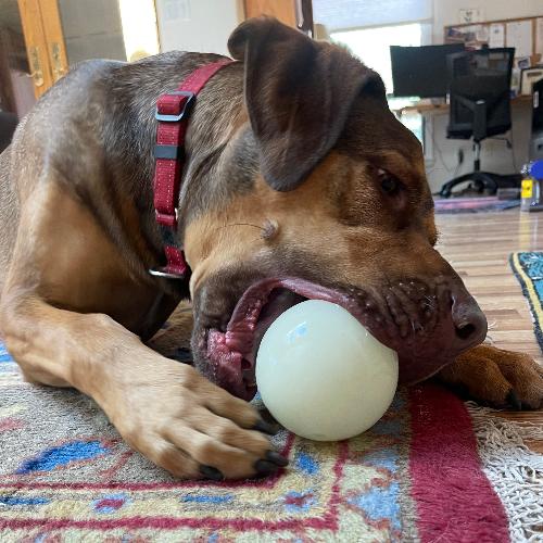 Dog Treat Ball product image 9