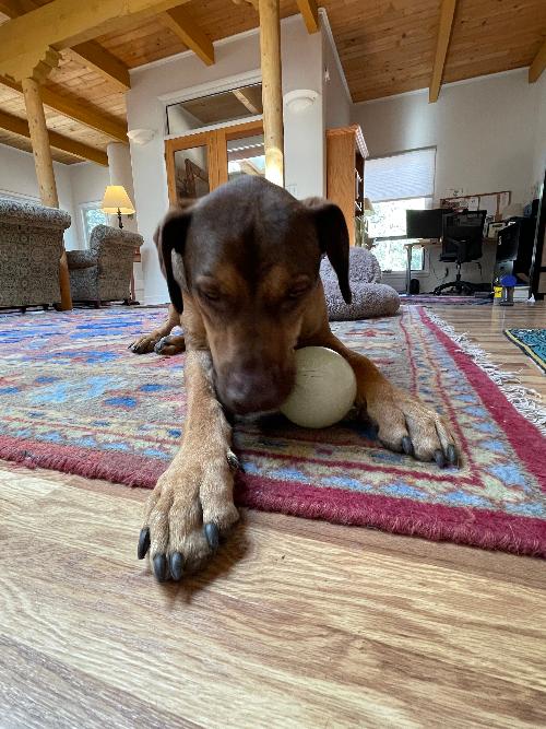 Dog Treat Ball product image 11