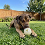 Dog Treat Ball product image 12