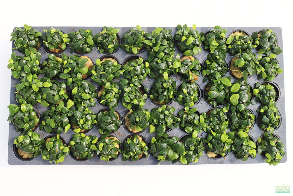 Live Anubias Nana Petite Aquarium Plant product image 36