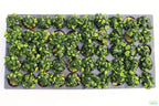 Live Anubias Nana Petite Aquarium Plant product image 36