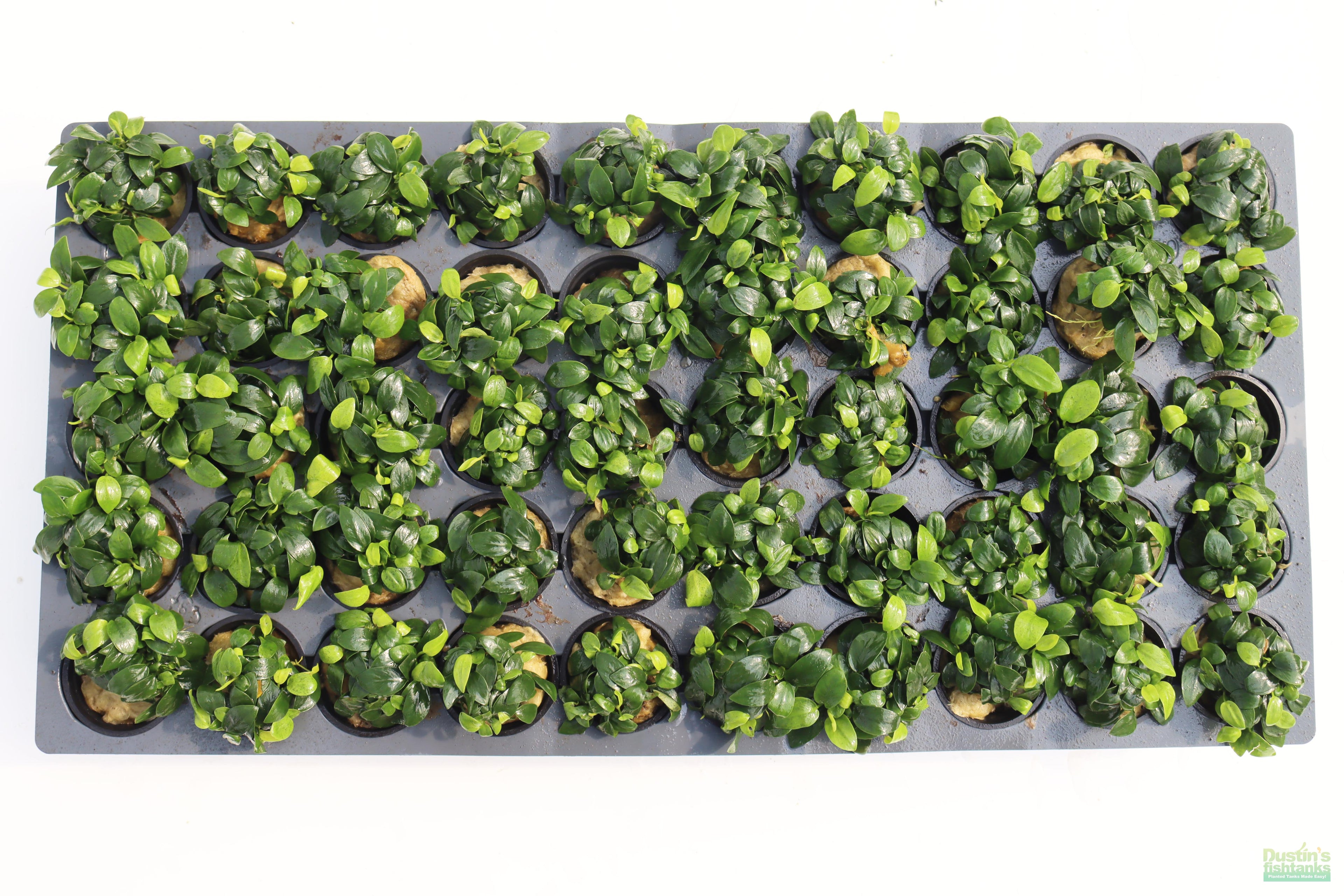 Live Anubias Nana Petite Aquarium Plant product image 36