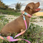 Tactical Dog Collar Set product image 14