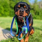 Tactical Dog Collar Set product image 21