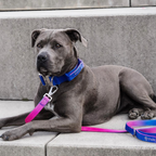 Tactical Dog Collar Set product image 42