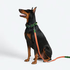 Tactical Dog Collar Set product image 74