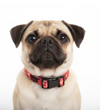 Dog Collar product image 4