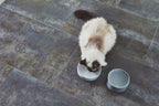 Slow Feeder Cat Bowl product image 3