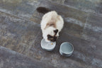 Cat Bowl product image 3