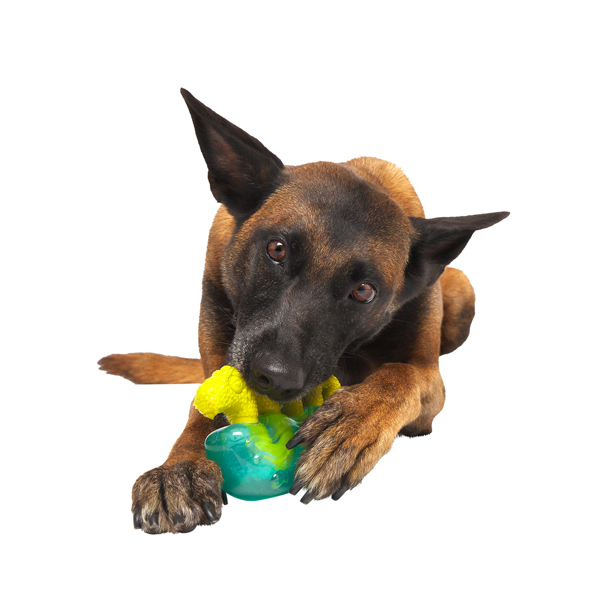 Dog Chew Toy product image 3