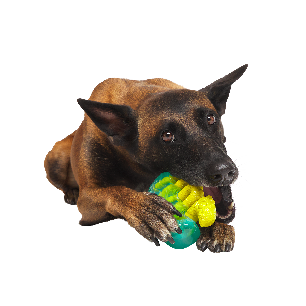 Dog Chew Toy product image 4