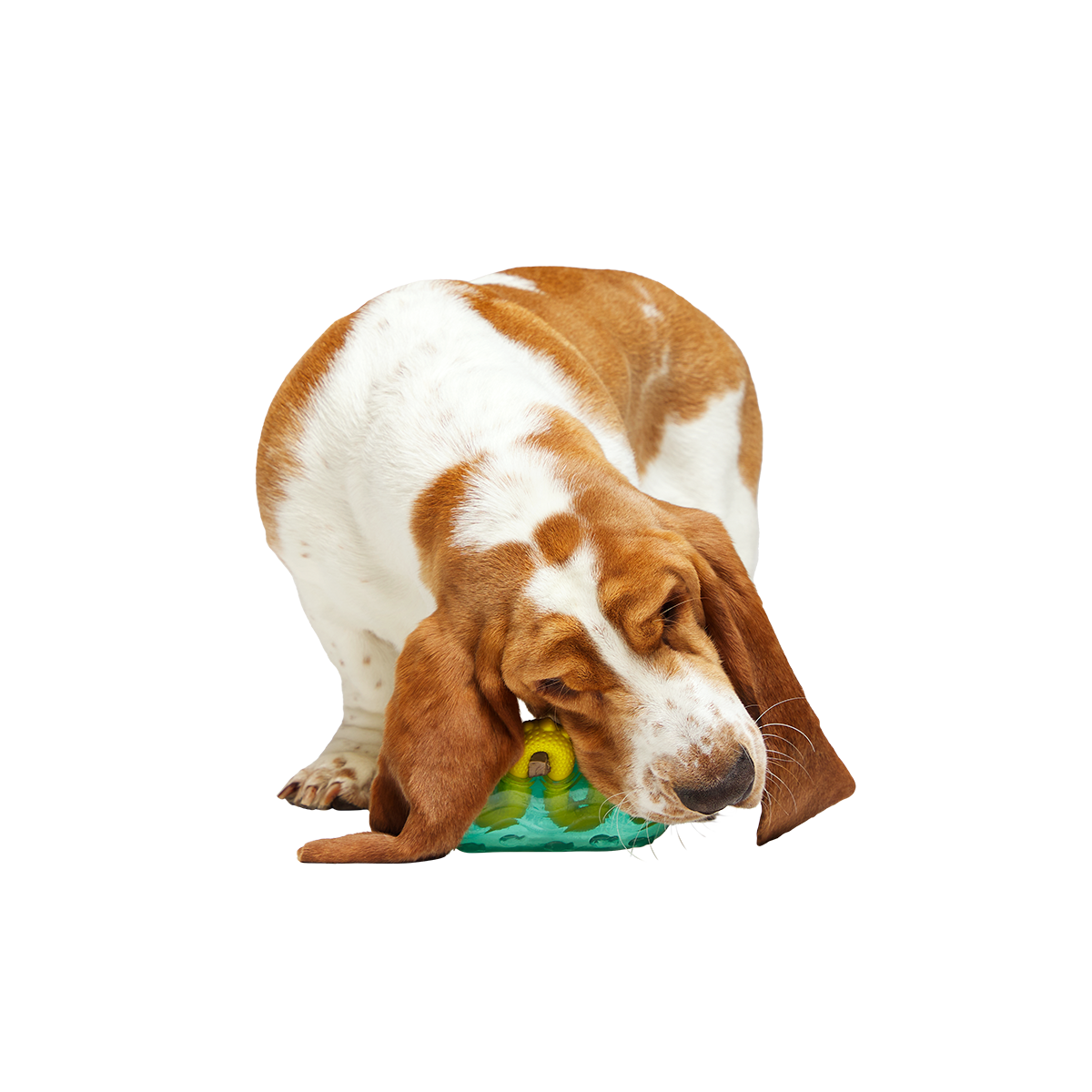 Dog Chew Toy product image 5