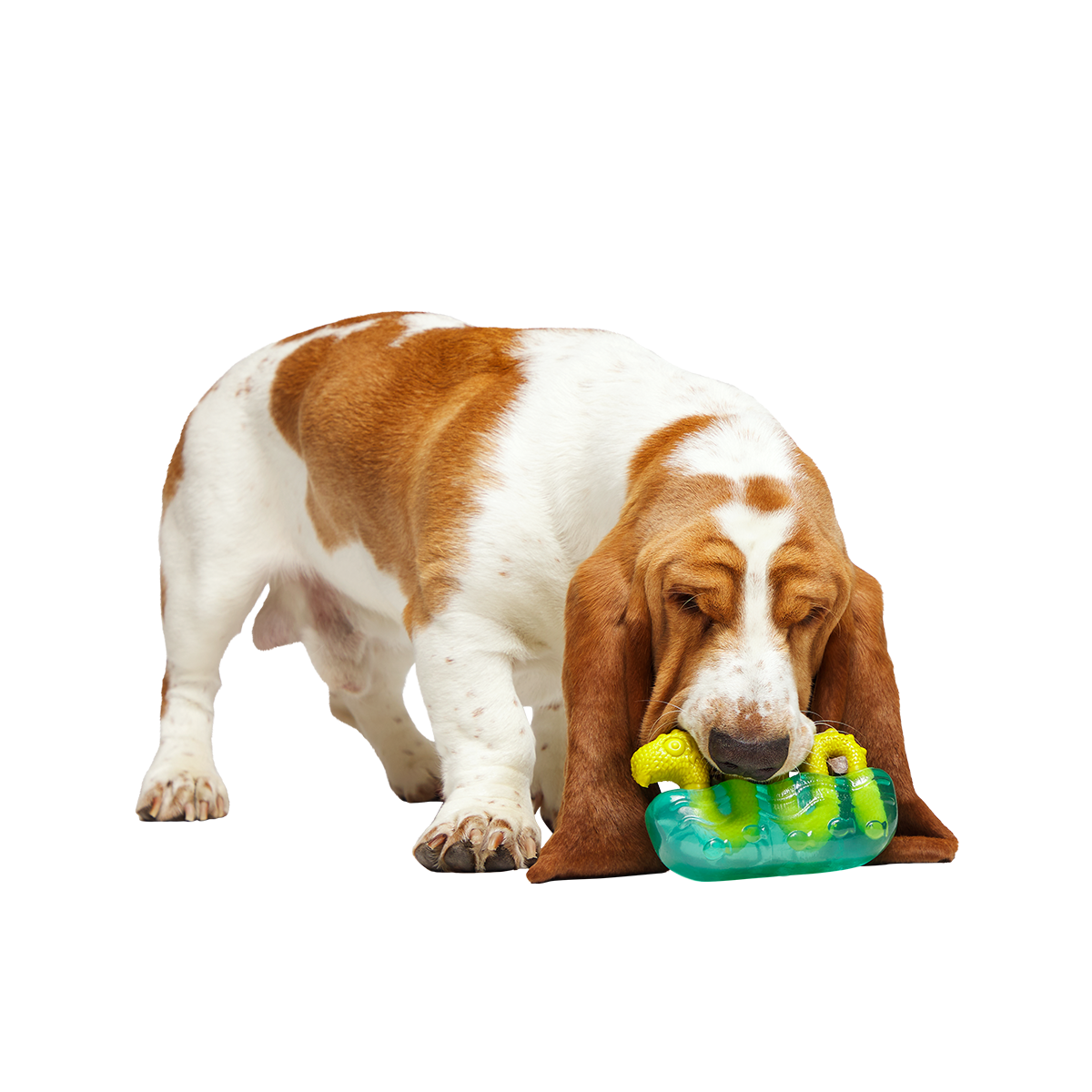 Dog Chew Toy product image 6