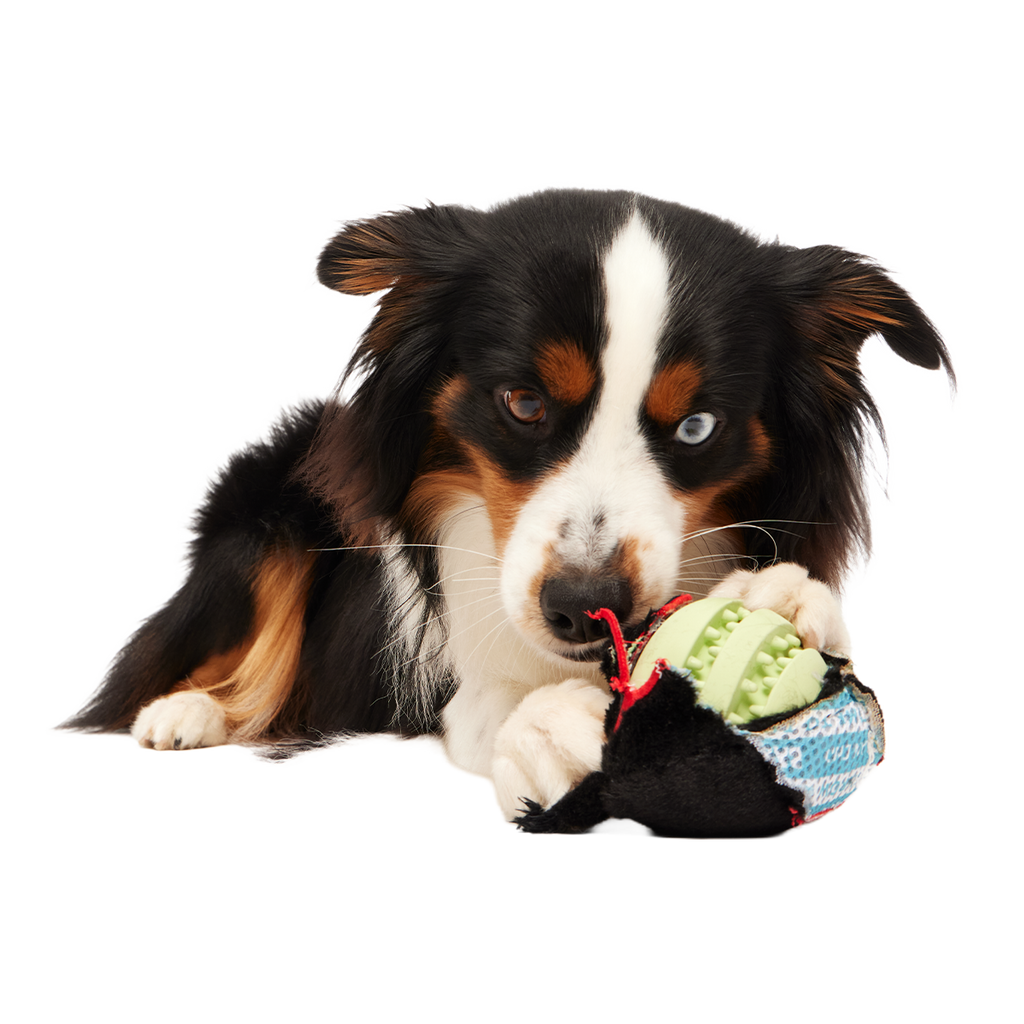 Dog Chew Toy product image 2