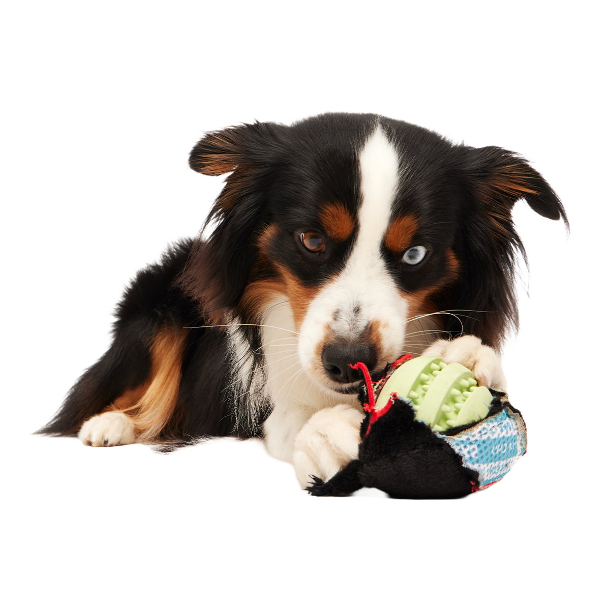 Dog Chew Toy product image 2