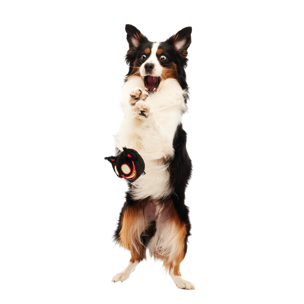 Dog Chew Toy product image 3