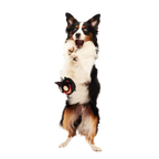 Dog Chew Toy product image 3