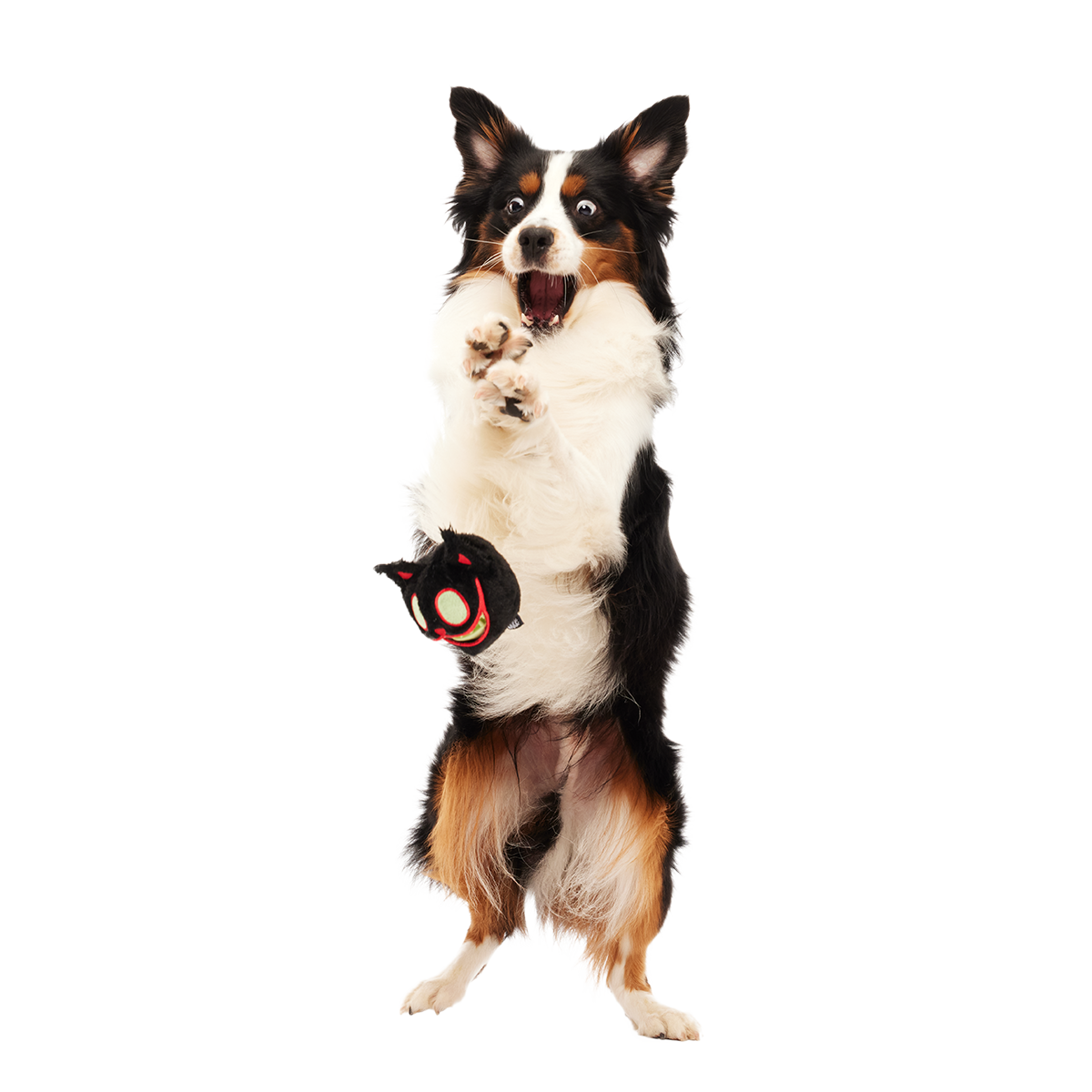 Dog Chew Toy product image 3