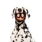 Dog Chew Toy product image 6
