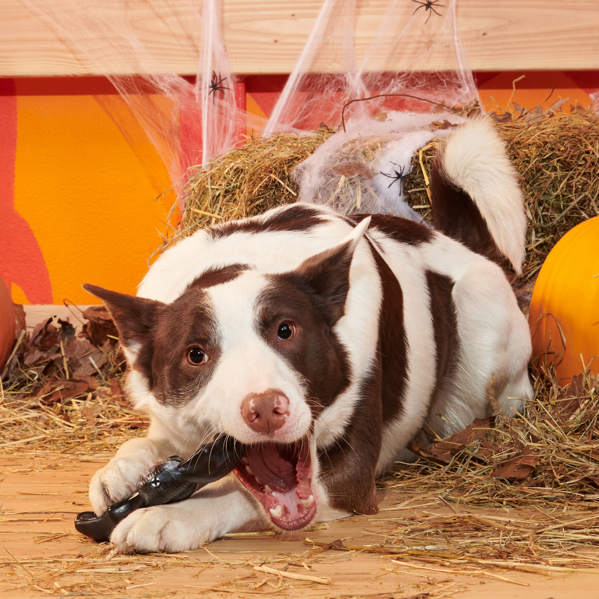 Dog Chew Toy product image 2