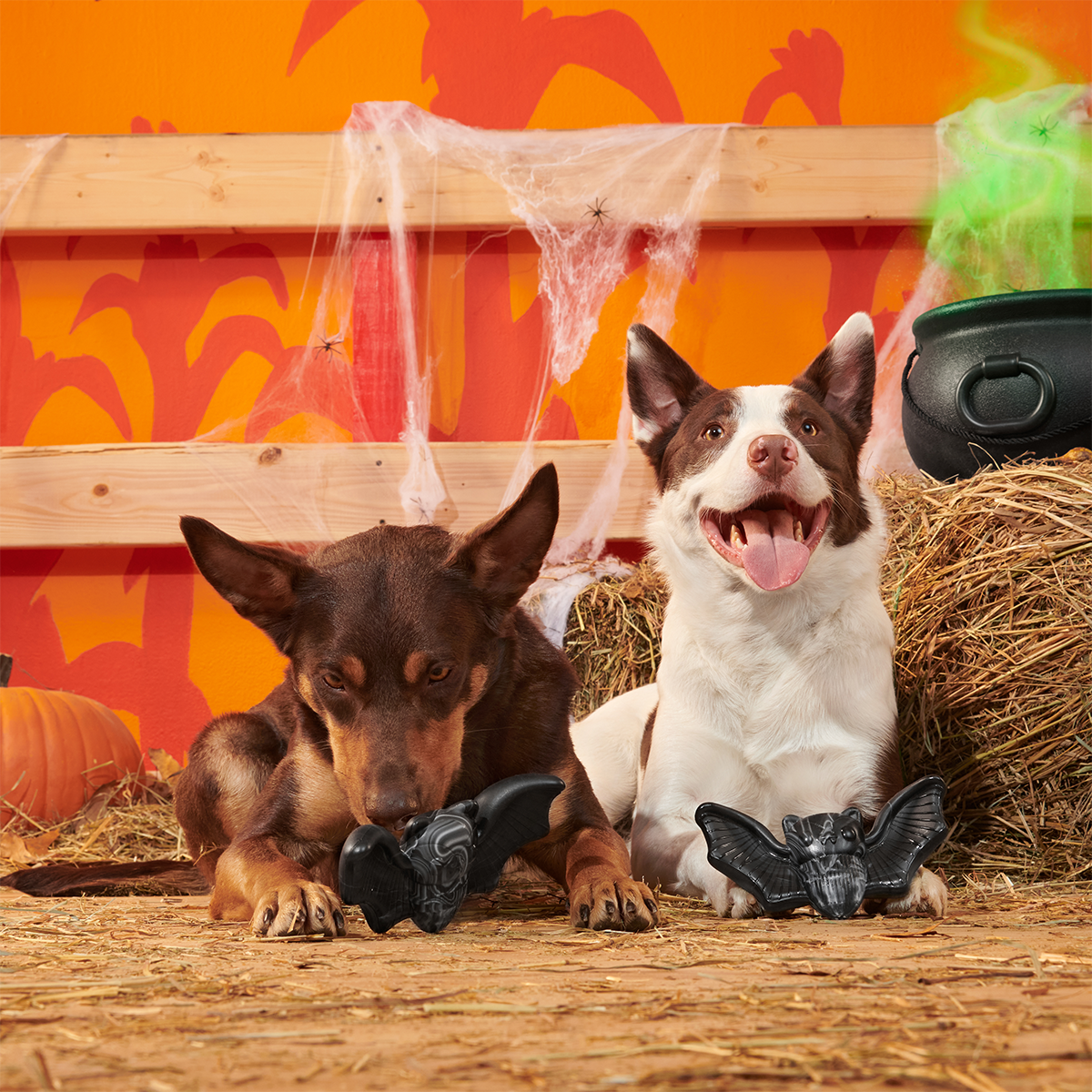 Dog Chew Toy product image 3