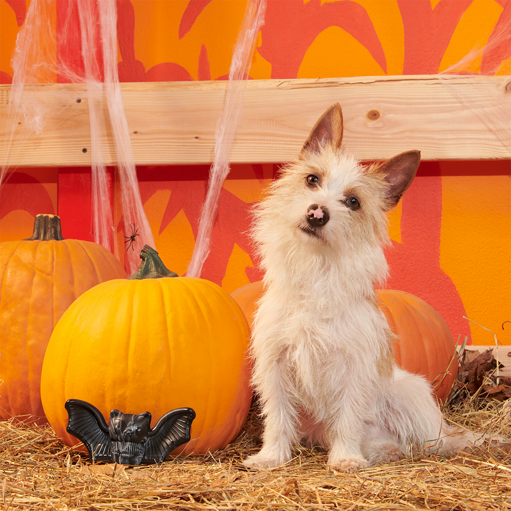 Dog Chew Toy product image 4