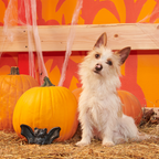 Dog Chew Toy product image 4