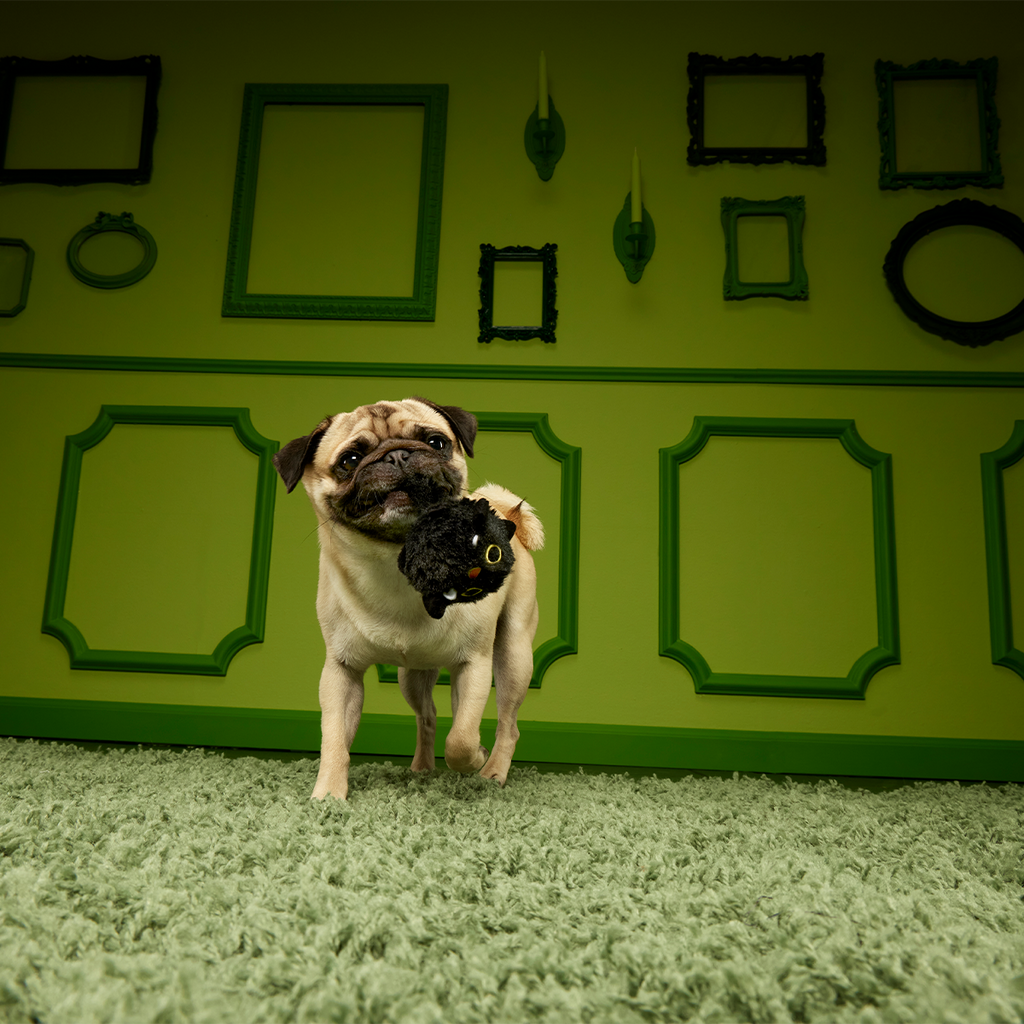 Dog Tug and Fetch Toy product image 2