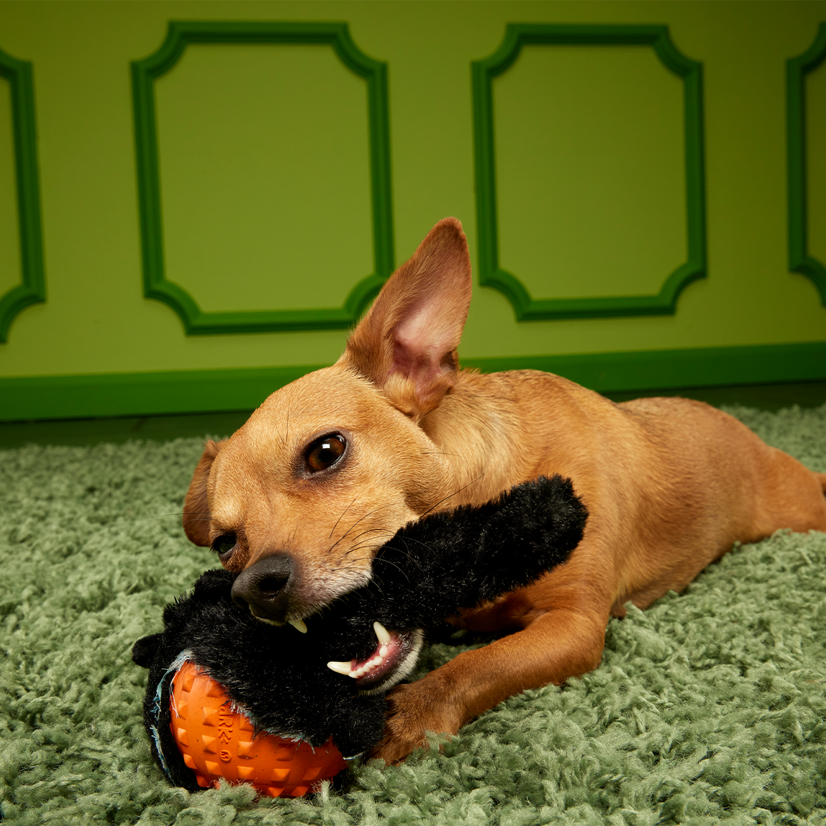 Dog Tug and Fetch Toy product image 3