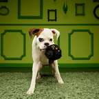 Dog Tug and Fetch Toy product image 5
