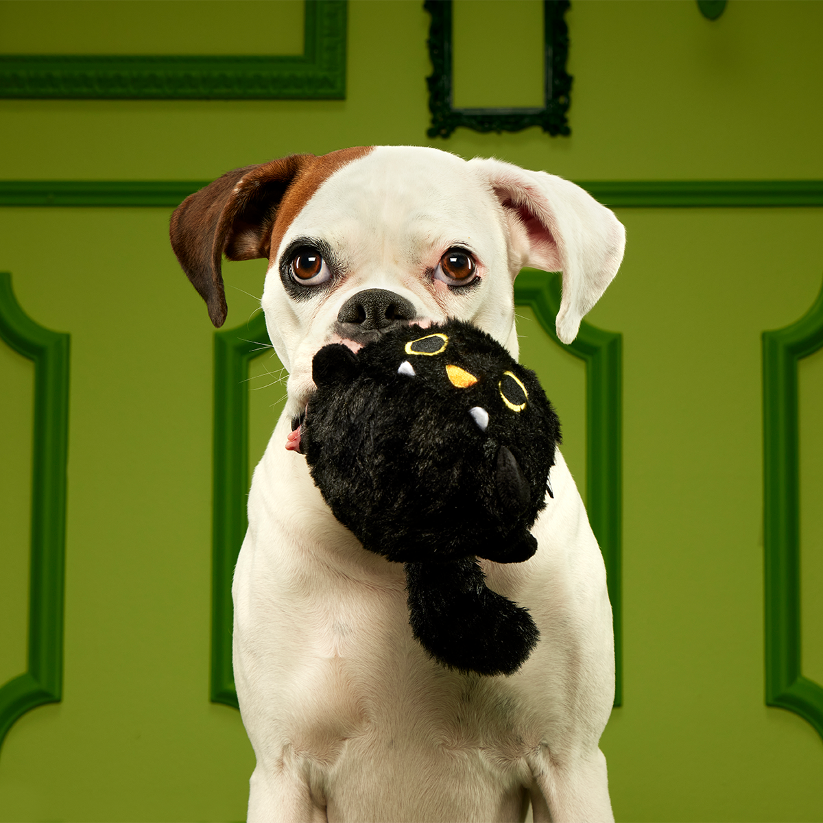 Dog Tug and Fetch Toy product image 6