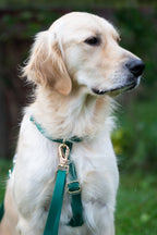 Meadow Green Waterproof No-Pull Dog Harness product image 6