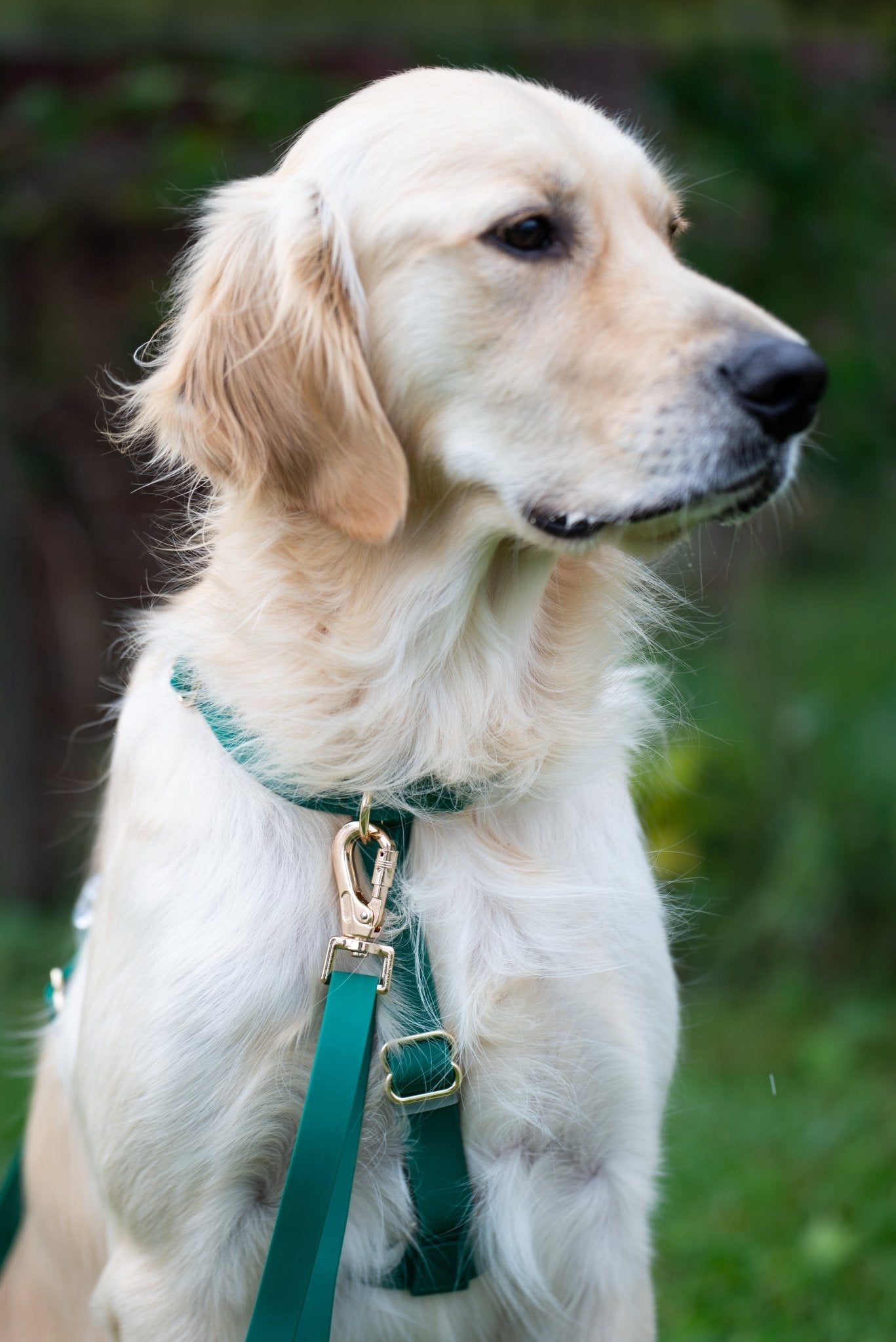 Meadow Green Waterproof No-Pull Dog Harness product image 6