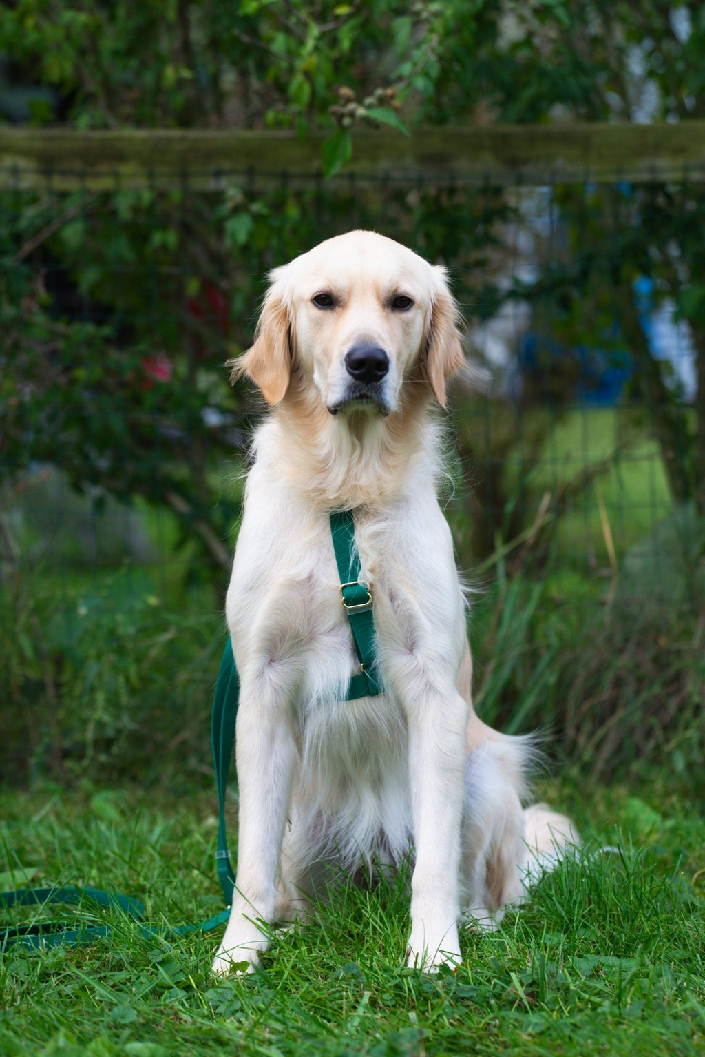 Meadow Green Waterproof No-Pull Dog Harness product image 7