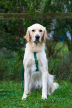 Meadow Green Waterproof No-Pull Dog Harness product image 7