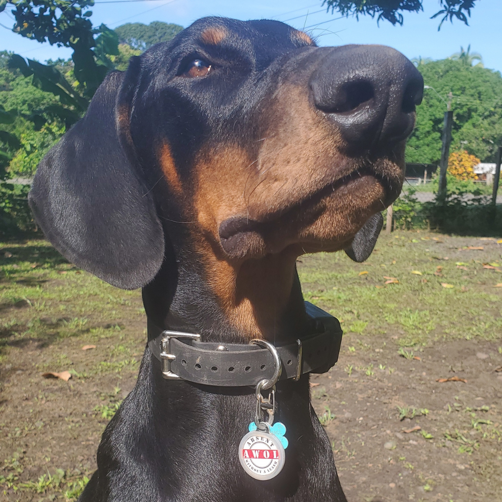 QR Pet ID Tag product image 3