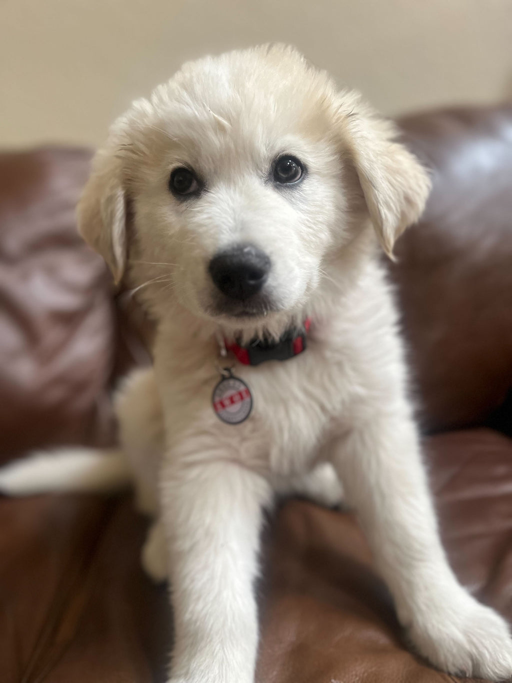 QR Pet ID Tag product image 4