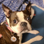 QR Pet ID Tag product image 3