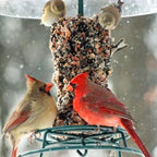 Compressed Sunflower and Pecan Wild Bird Food Cylinder product image 7