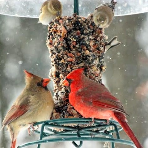 Compressed Sunflower and Pecan Wild Bird Food Cylinder product image 7