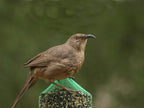 Compressed Sunflower and Pecan Wild Bird Food Cylinder product image 8